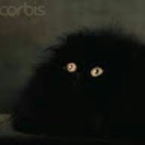 Meet your Posher, Pedro